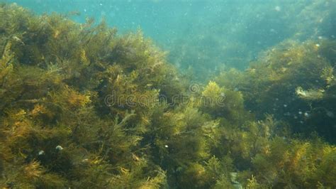 Underwater Scene of Black Sea, Bulgaria with Floating Pollution ...