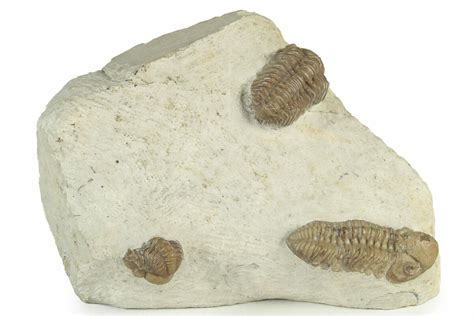 Three Trilobite (Kainops & Paciphacops) Fossils - Oklahoma (#232704 ...