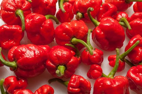 Trinidad Moruga Scorpion: Super Hot Sting - PepperScale