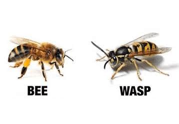 Bees vs.Wasps, What's the Difference?