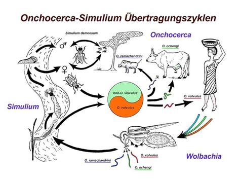 Bovine onchocercoses - Programme Onchocercoses