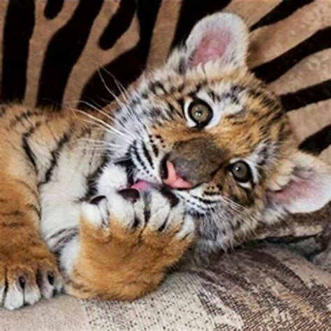 Cute baby tiger Majestic Animals, Animals Beautiful, Cute Wild Animals, Baby Animals, Wild ...