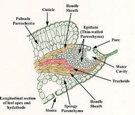 What are Hydathodes or Water Stomata? | Plant Science 4 U