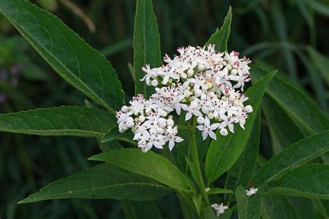 Sambucus ebulus