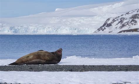 Sailing to Antarctica on the world's first hybrid cruise ship - Lonely ...