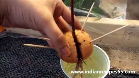 How To Germinate an Avocado Seed / Germination of Avocado Seed - Part ...