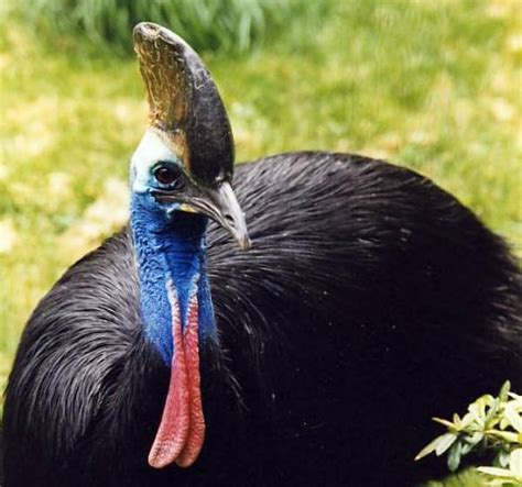 Southern Cassowary | Animal Wildlife