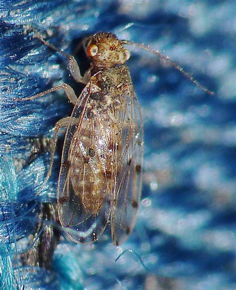 Psocoptera Ectopsocidae (n) P1500680 | Edithvale-Australia Insects and ...