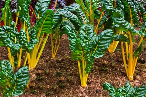 Best Companion Plants for Broccoli in the Vegetable Garden