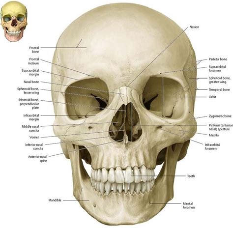 Anterior view | Anatomia, Teschi, Scultura