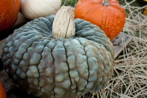 A Gray Pumpkin stock image. Image of vines, vegetable - 32620703