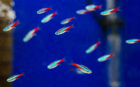 Pregnant Neon Tetra - Is Your Fish Going to Lay Eggs? - AquariumNexus