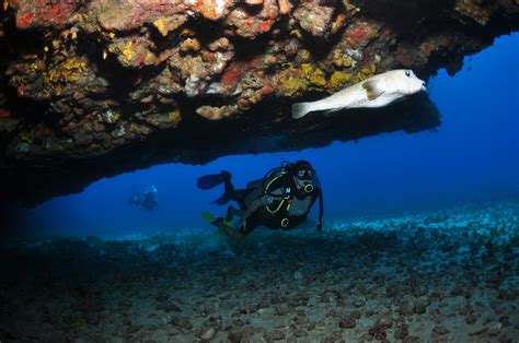 diving - Fernando de Noronha - Brasil Spaceship, Sci Fi, Art, Brazil, Space Ship, Art Background ...