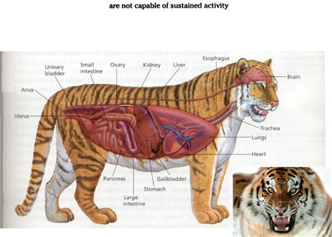 Anatomy - The Siberian Tiger