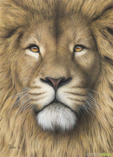 Animal drawings, Lion art, Lion pictures