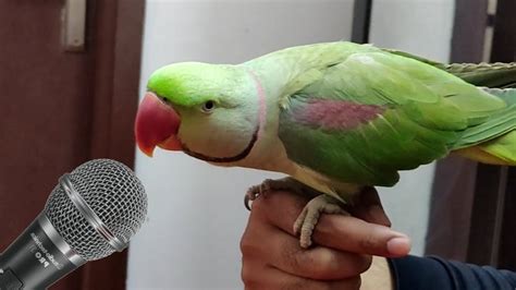 Parrot talking and singing - Funny Parrot - Cute Funny Parrots Talking Videos Compilation - YouTube