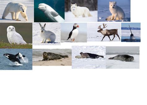 my favorite arctic animals by GREENTEEN80 on DeviantArt