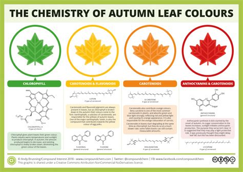 The Chemicals Behind the Colours of Autumn Leaves | Compound Interest