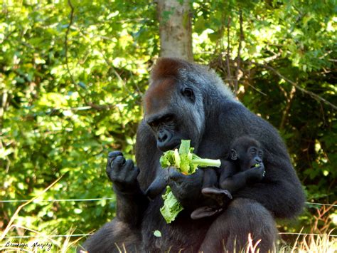 #zoo #animal #gorilla #baby #eating #okczoo | Zoo pictures, Gorilla ...