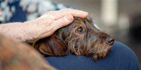 Humane Euthanasia for Your Pet │The Animal Foundation