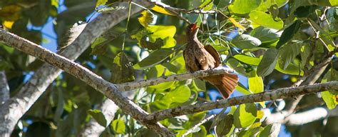 Peru Bird-watching Holidays | Geodyssey