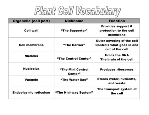 Functions of Plant Organelles
