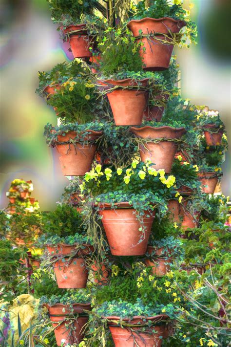 Flower Pot Tree Free Stock Photo - Public Domain Pictures