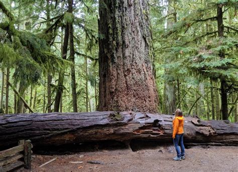 Where to Find Big Trees on Vancouver Island, British Columbia