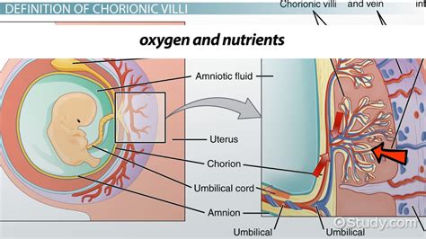 Chorionic Villi Definition, Function & Sampling - Lesson | Study.com