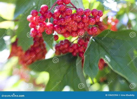 Viburnum berries stock photo. Image of fall, ripe, healthy - 33622394