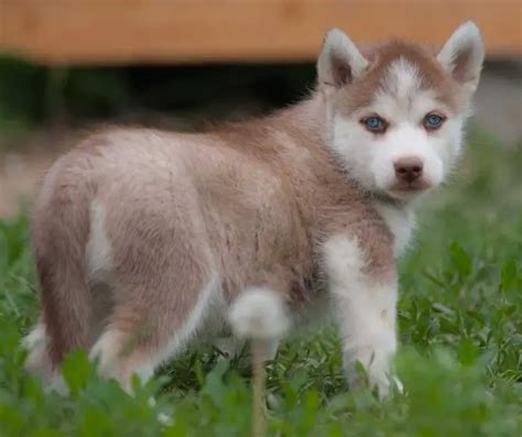 Husky Eye Color: The Complete Guide