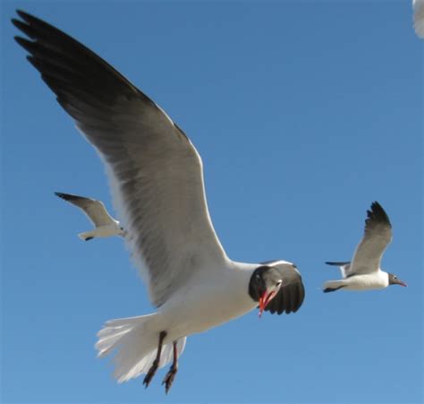 Clearwater Beach seagulls