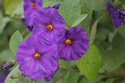 Purple Potato Bush Flowers Free Stock Photo - Public Domain Pictures