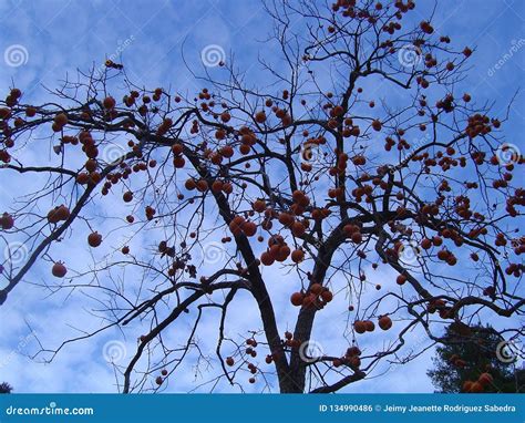 Apricot Tree without Leaves but with Fruits. Stock Photo - Image of beautiful, typical: 134990486