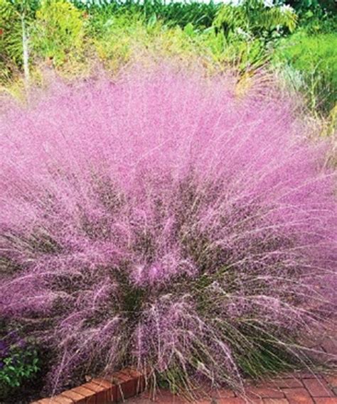 Muhly Grass Pink