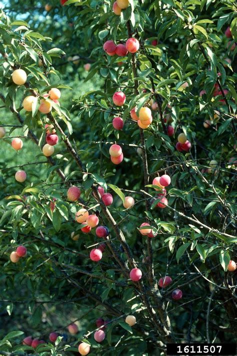 Chickasaw plum (Prunus angustifolia)