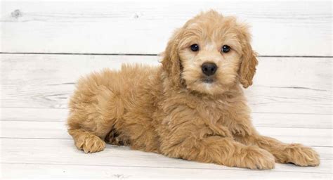 What Is A Poodle Goldendoodle Mix