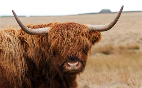 Horned Cattle | Pet birds, Animals with horns, Animals