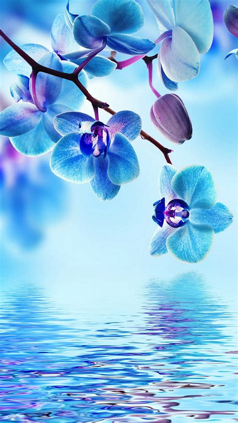 Discover 74+ iphone orchid wallpaper - 3tdesign.edu.vn