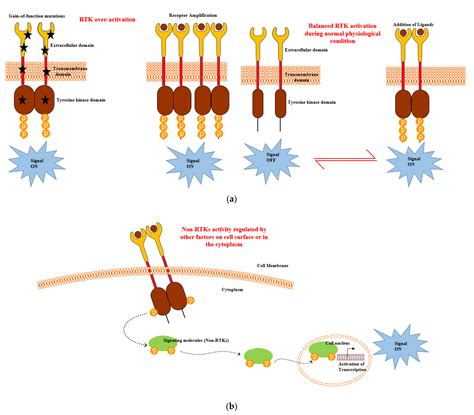 Eph Receptor Tyrosine Kinases In Tumor Immunity Cancer