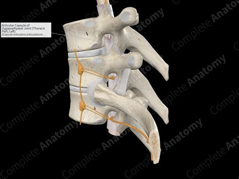 Articular Capsule of Zygapophyseal Joint (Thoracic Part; Left) | Complete Anatomy