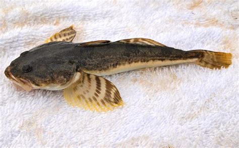 Pacific Staghorn Sculpin - Pier Fishing in California