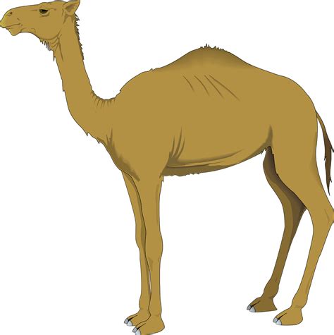 100+ Free Camel & Desert Vectors - Pixabay