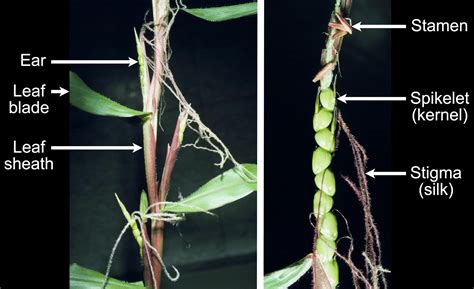 Teosinte and the domestication of maize - Earth@Home: Evolution