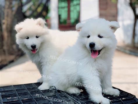 Chó Samoyed trắng 1 cặp đực và cái mã SM598 - tại shop PetHouse