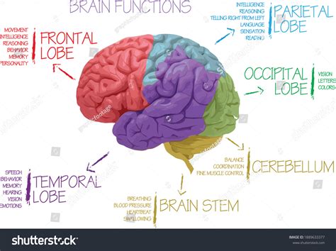 Lobes Of The Brain Diagram