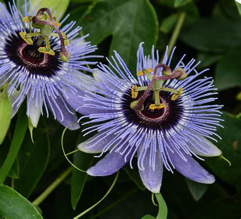 Passiflora 'Etna' - Grassy Knoll Plants