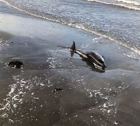 Three friends rescue stranded dolphin from shoreline in Laytown, Co ...