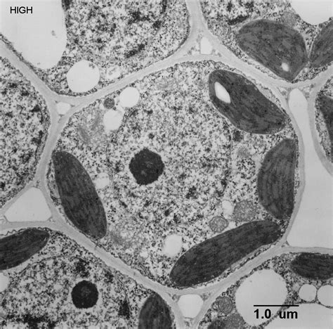 Animal Cell Under Light Microscope Labeled - labeled animal cell under electron microscope ...