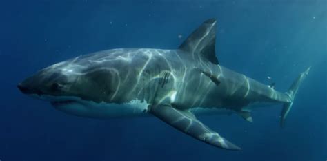 Mysterious Predator Attacks Great White Shark - Business Insider